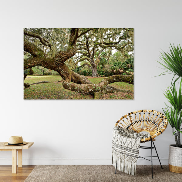 Fairchild Oak Tree