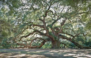 A photo of the Angel Oak Tree