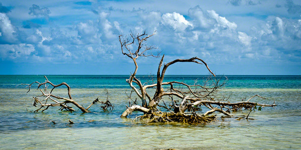 A photo of a large black mangrove driftwood in the water at Anne's Beach in Florida Keys