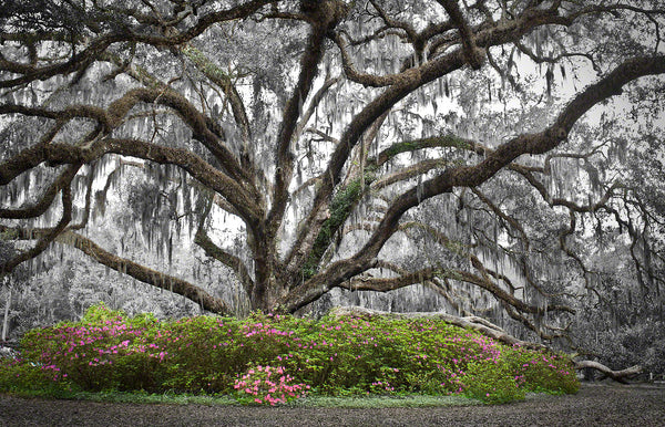 A photo of a live oak tree with azaleas