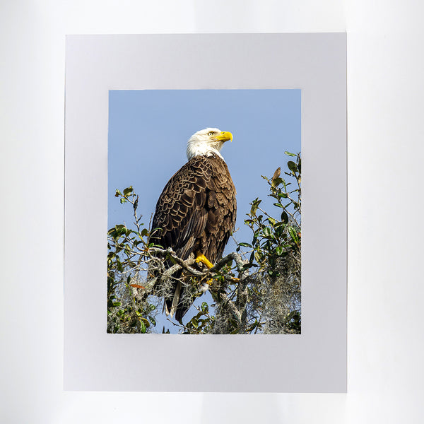 An American Bald Eagle in a live oak tree by Blue Spring's State Park. Photograph Mat 11x14