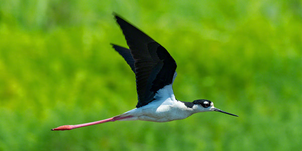 Black-necked Stilt