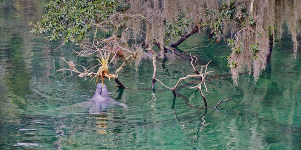 A photo of a manatee drinking from an air plant