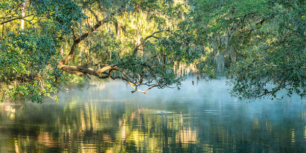 A photo of Blue Springs with a manatee coming up for a breath