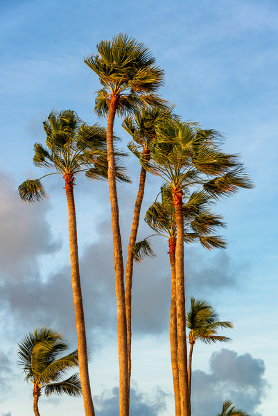 Breezy Palms 1