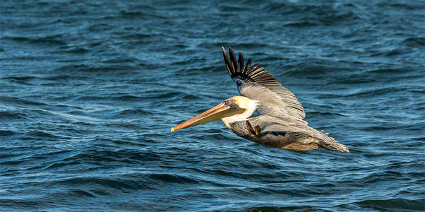 Brown Pelican 5