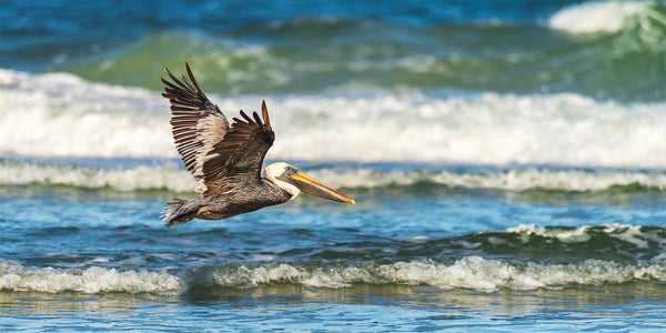 Brown Pelican 6