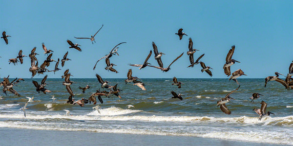 Brown Pelicans