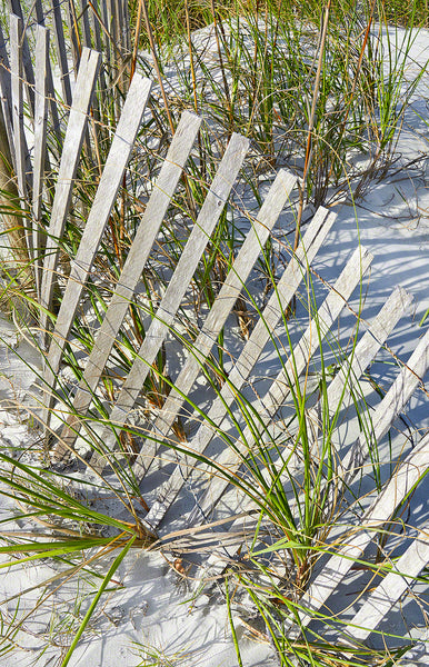 A photo of dune fencing on a sand dune on the beach