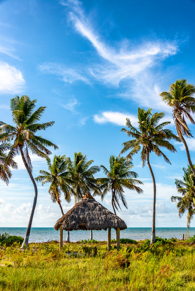 Coconut Paradise 2