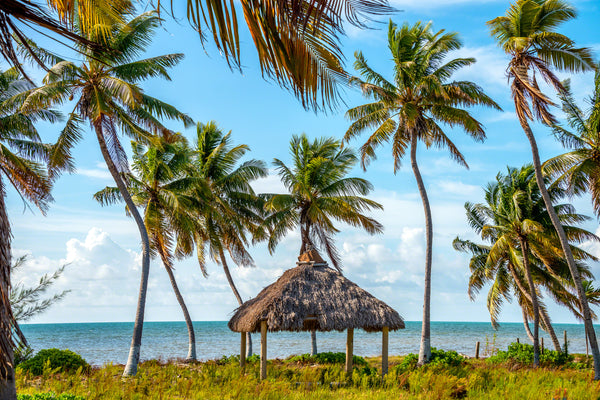 Coconut Paradise 1