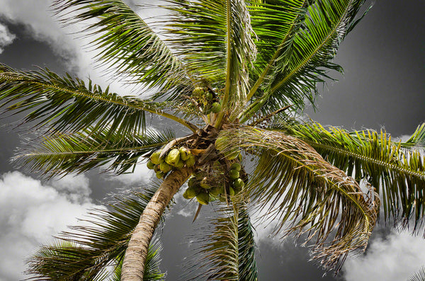 A black and white color photo of a coconut tree in the Florida Keys