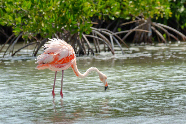 A photo of a beautiful Flamingo along the mangroves in Bonaire