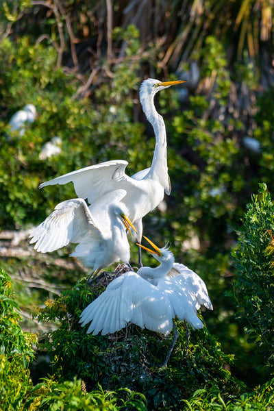 Great Egrets