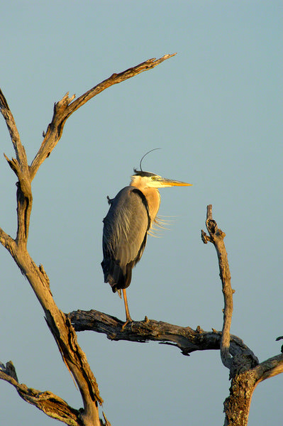 A photo of a great blue heron on a dead tree at sunset