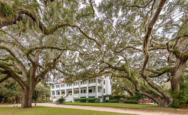 A photo of two large oak trees by the Greyfield Inn