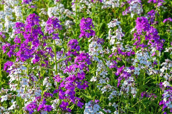 Wild Flowers