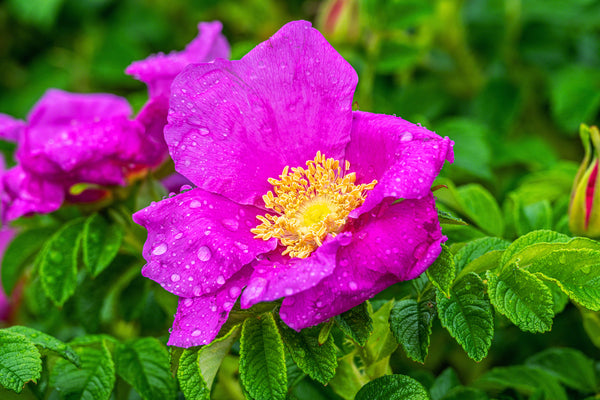 Beach Rose