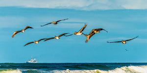Brown Pelicans 2