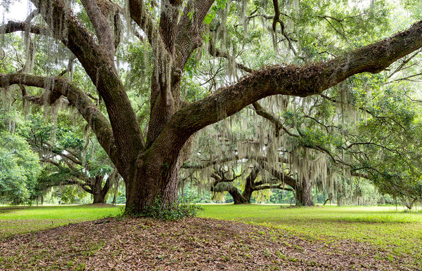 A photo of a large live oak tree