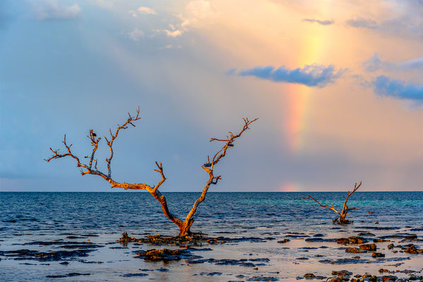Rainbow Runner 1