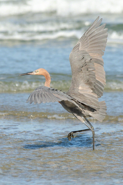 Reddish Egret