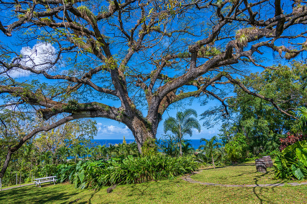 Saint Kitts 4
