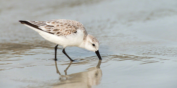 A photograph of a Sandpiper feeding on New Smyrna Beach