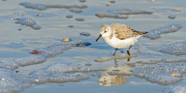 A photograph by Mike Ring of a Sanderling Sand Piper on the beach