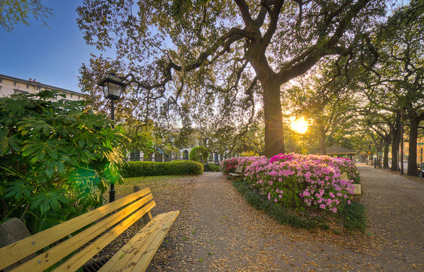 A photo of an oak tree at sunrise