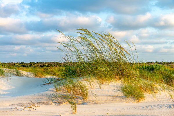 Sea Oats Sunrise 1