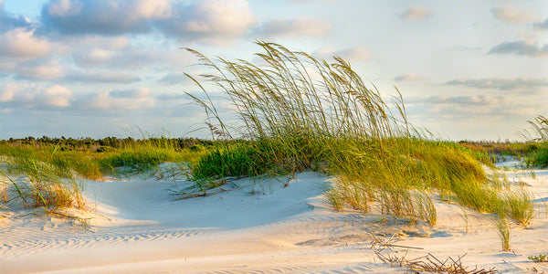 Sea Oats Sunrise 2