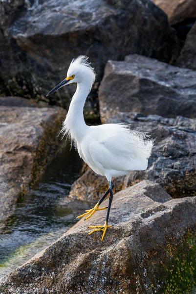 A snowy egret on jetty rocks