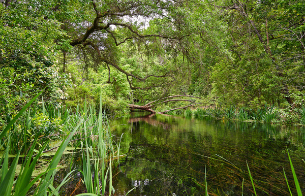 A photo of trees along the Ichetucknee river