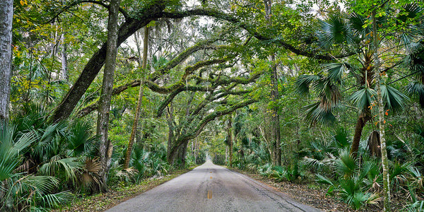A photo of Walter Board man road cutting through a tropical hardwood hammock