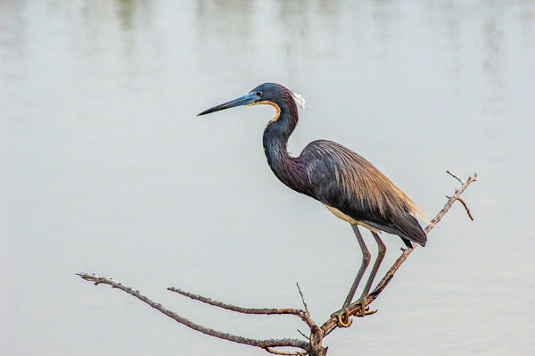 A Landscape fine Art Photograph by Mike Ring of a Tricolored Heron in the Merritt Island National Wildlife Refuge.  Fine Art Prints available on Canvas, Paper and Aluminum.