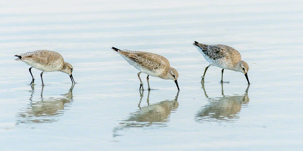 A photograph by Mike Ring of a group of White Rumped Sandpipers on New Smyrna Beach