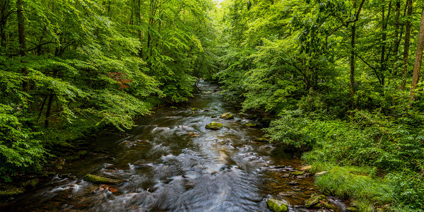 Cataloochee Stream