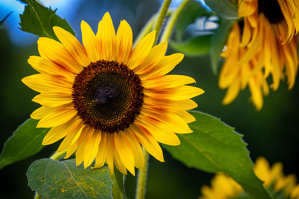 Sunflowers