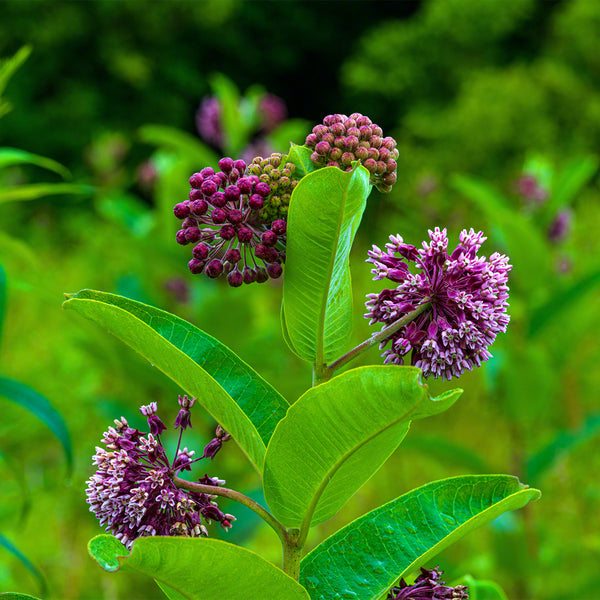 Cades Cove 3