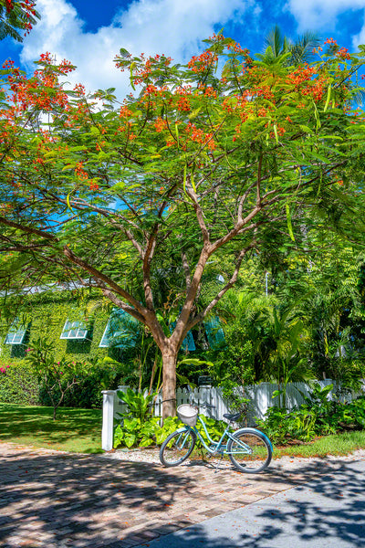 Peddle in Paradise 1
