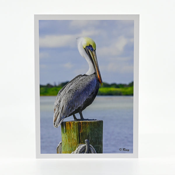 Brown Pelican photograph on a greeting card