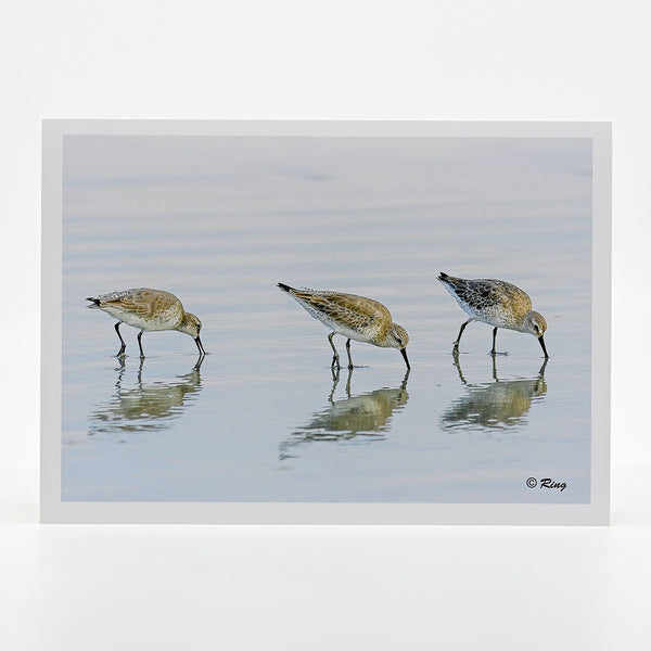 White Rump Sandpipers Gifts