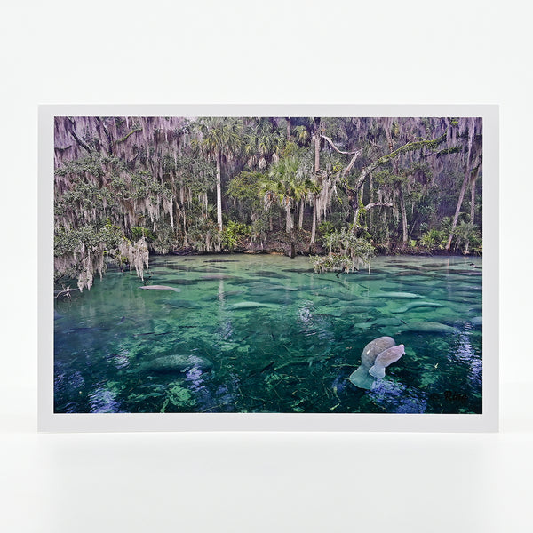 Blue Springs State Park manatee photograph on a greeting card