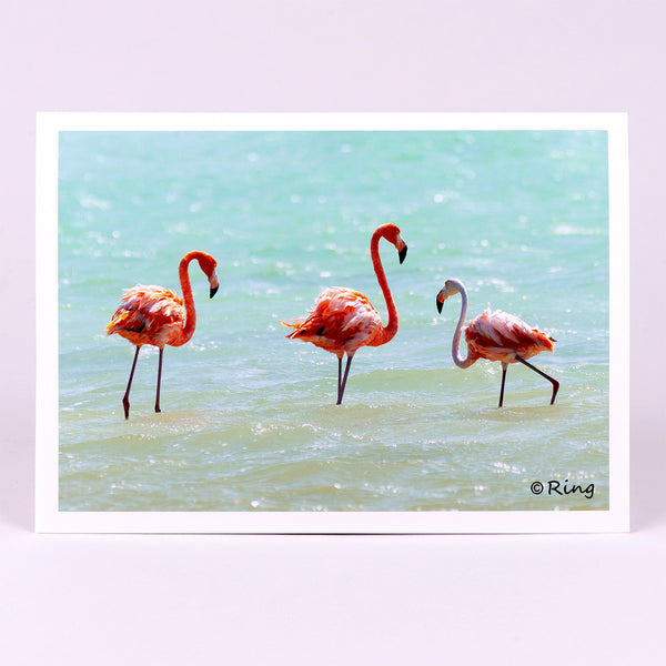 A flock of flamingos in a salt pan in the Caribbean photograph on a greeting card