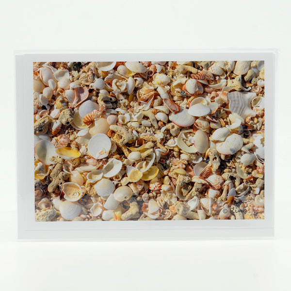 Greeting Card of a cluster of shells on the beach.