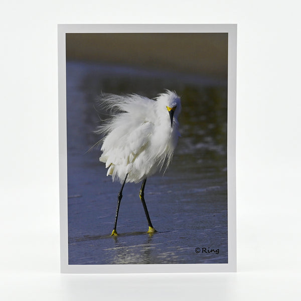 Snowy Egret on the beach photograph on greeting card