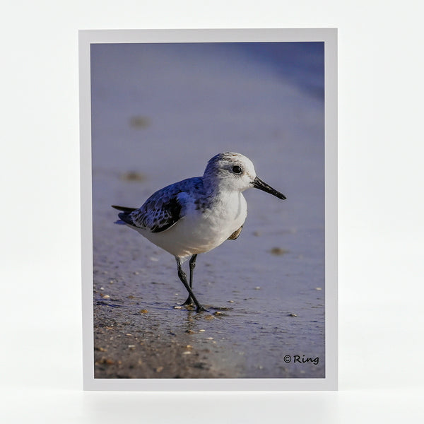 Sanderling on the beach photograph on a greeting card