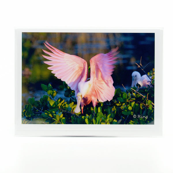Roseate Spoonbill photograph on a greeting card
