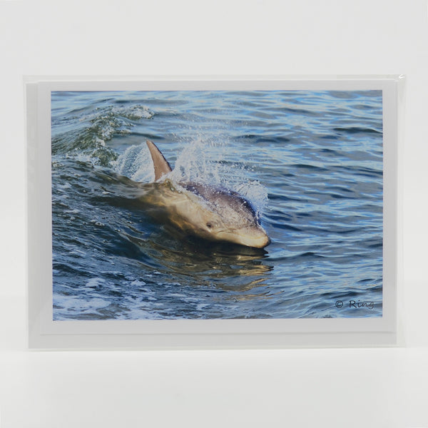 Dolphin swimming in the lagoon photograph on a greeting card
